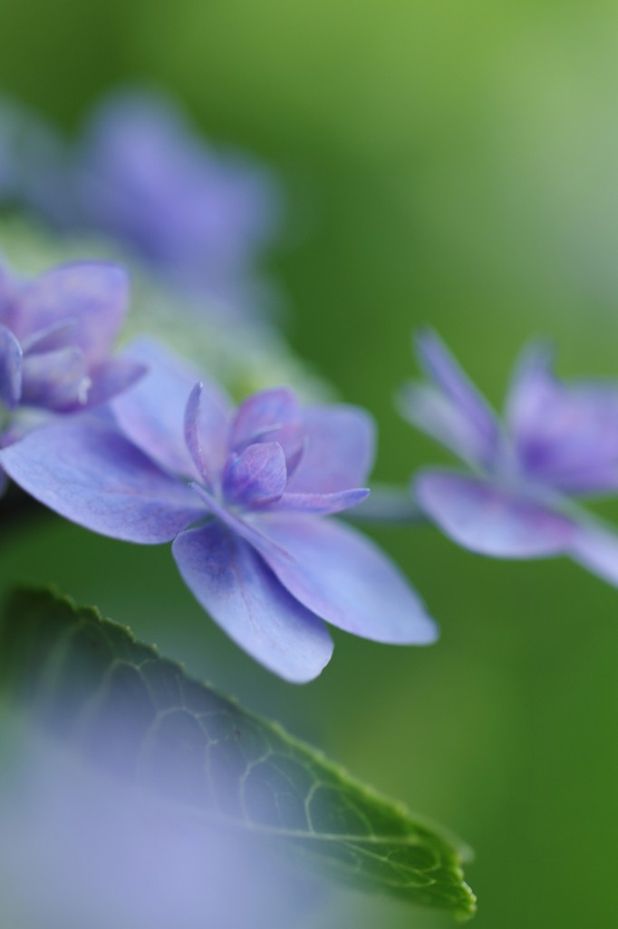 紫陽花の輪舞曲