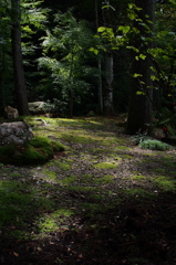 苔風景（法多山）