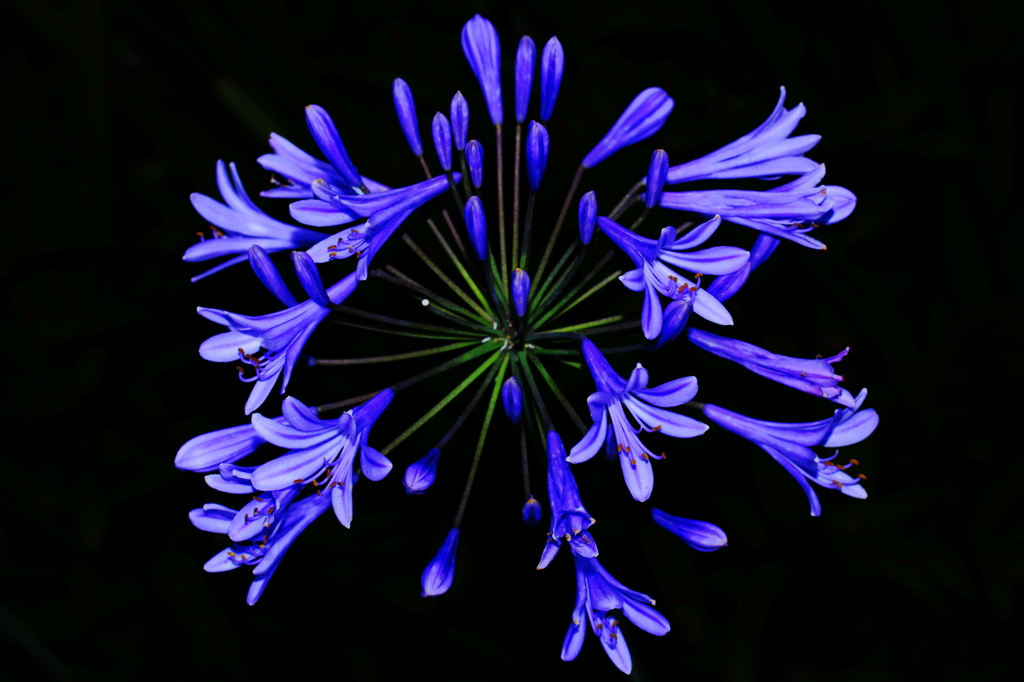 日中シンクロ(花火)