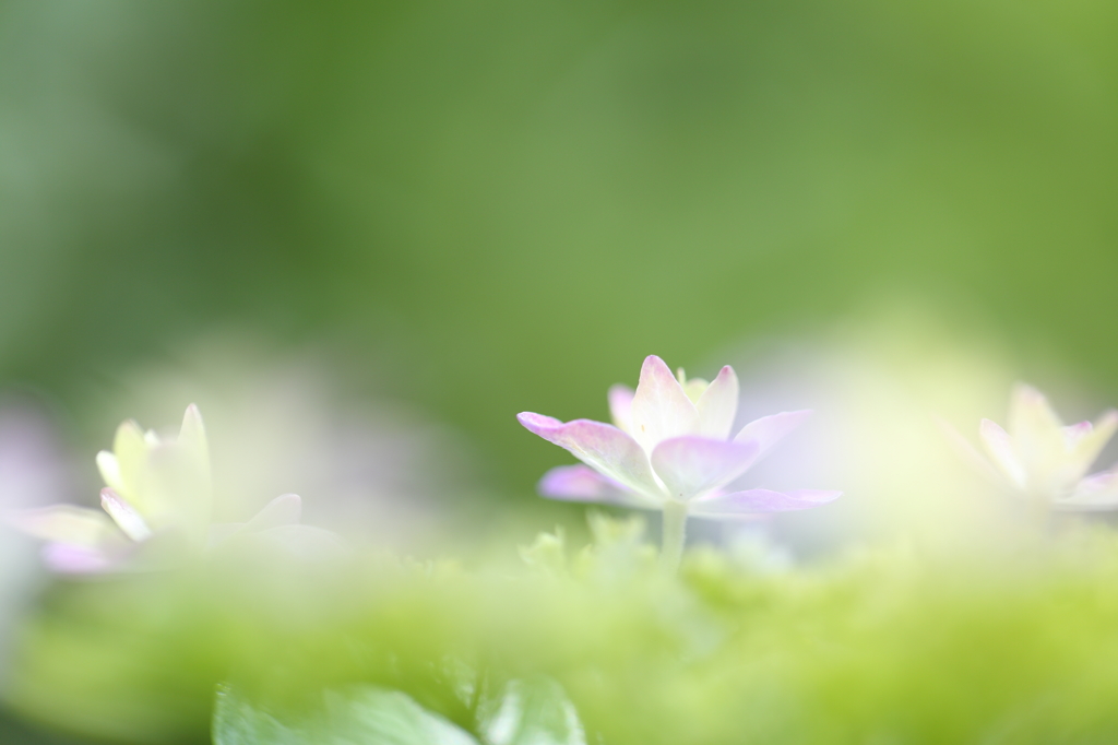 極楽寺の紫陽花1