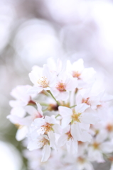 熊野神社の桜