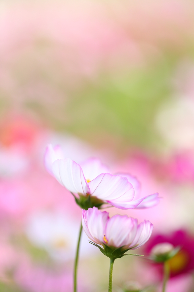 秋桜2