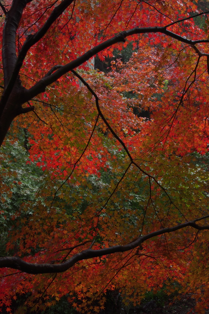 大洞院紅葉15