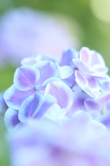 極楽寺の紫陽花3