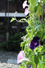 日本の夏