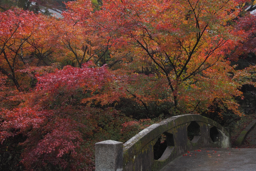 大洞院紅葉10