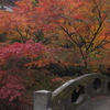 大洞院紅葉10