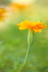 花一輪