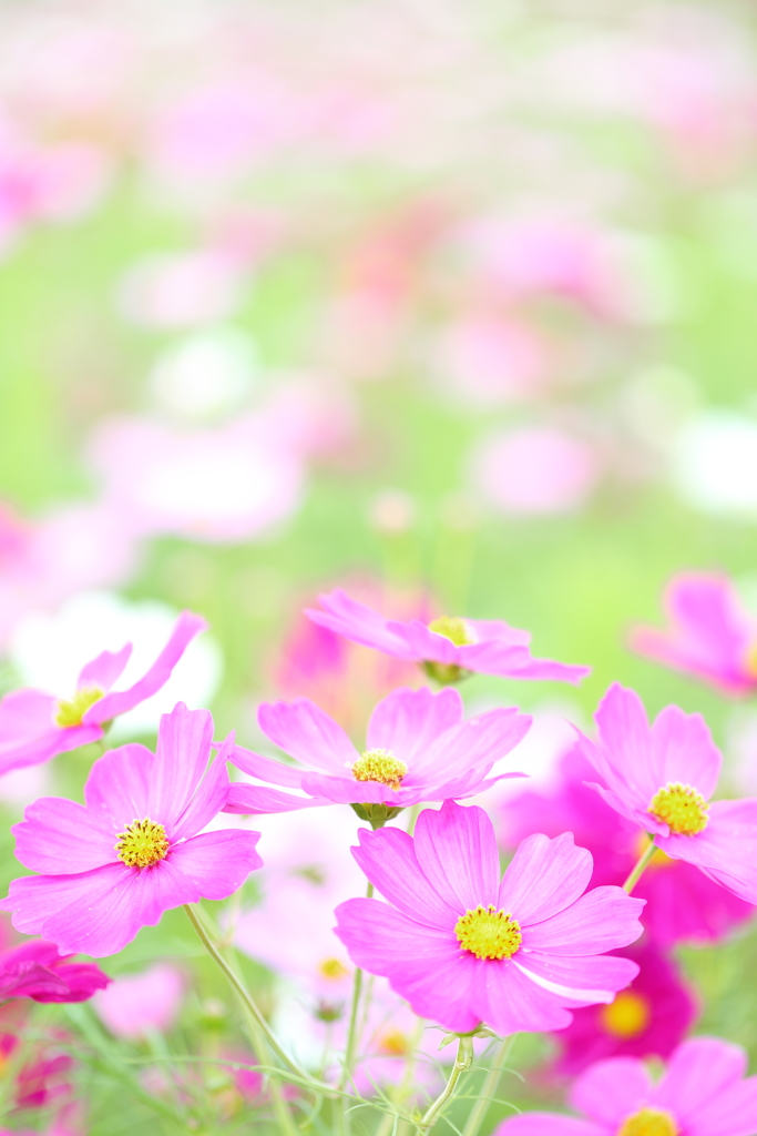 秋桜1