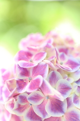 極楽寺の紫陽花6