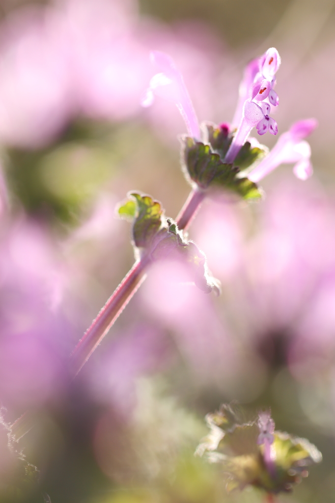 spring fountain