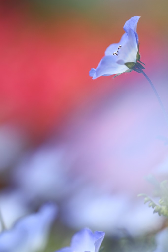 瑠璃唐草