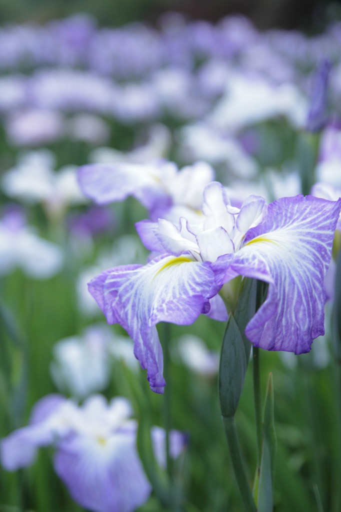 花菖蒲2