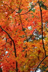 小國神社紅葉1