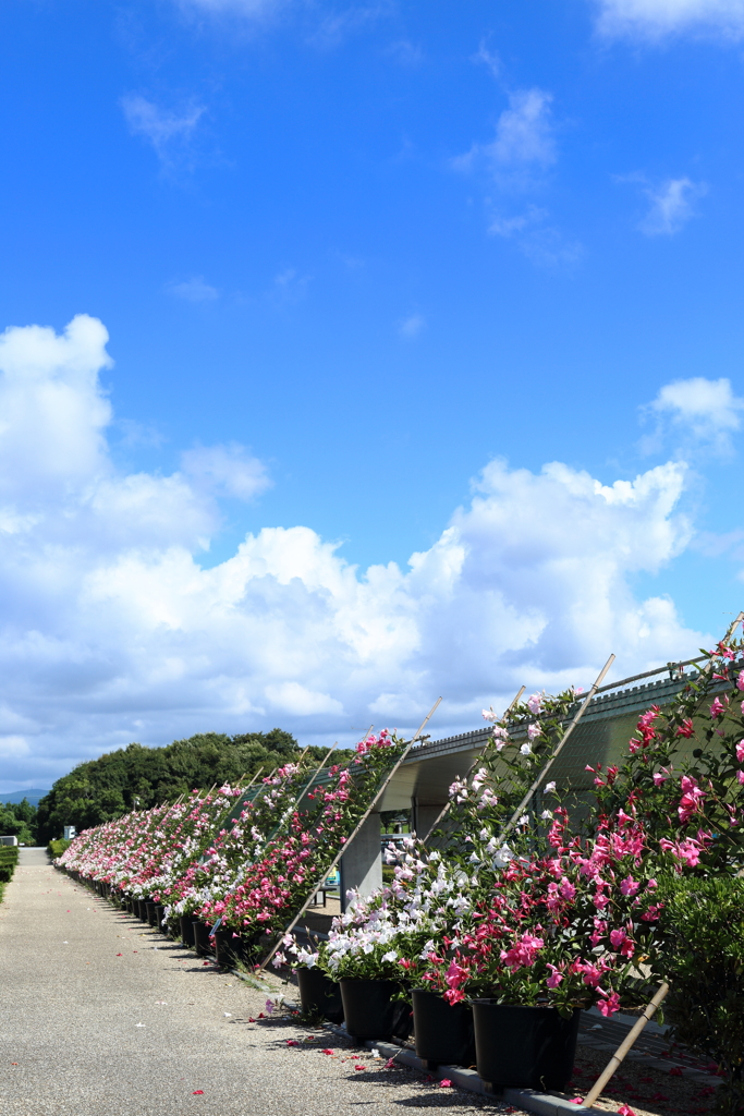 夏空