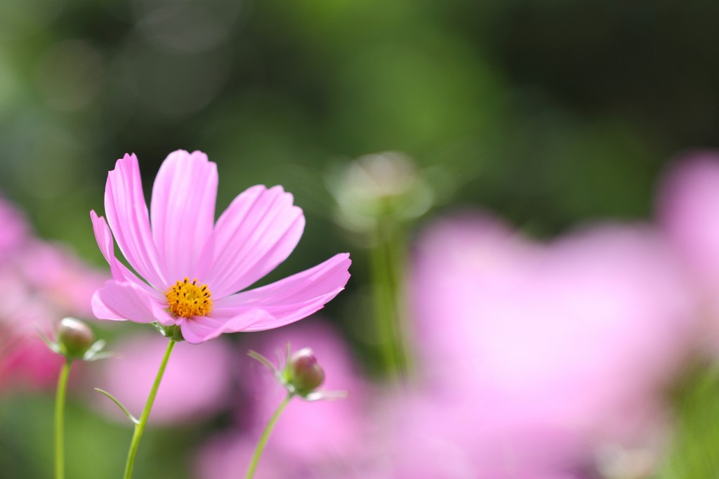 秋…桜色