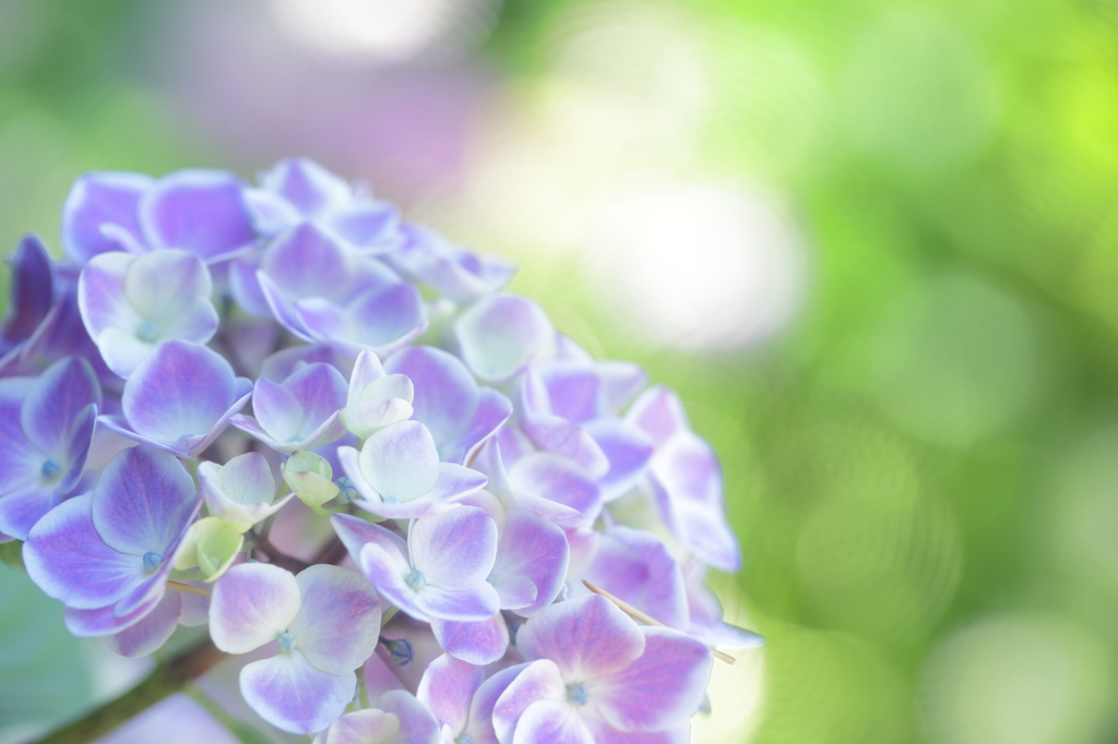 極楽寺の紫陽花5