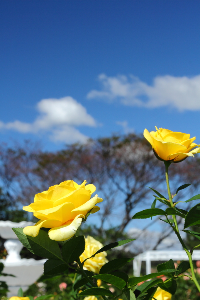 秋空に薔薇