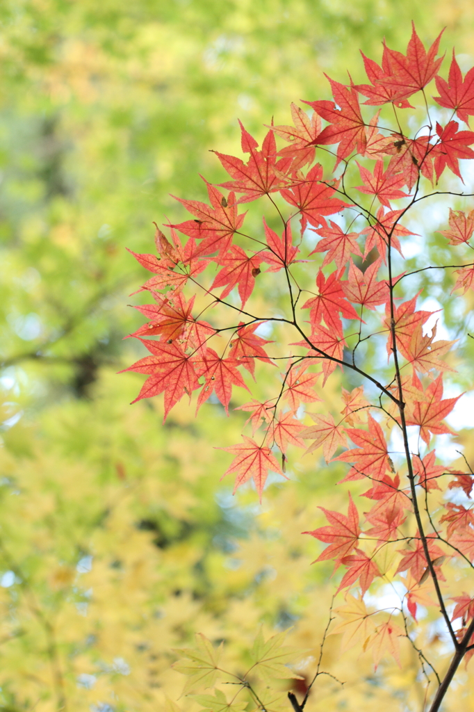 小國神社紅葉3