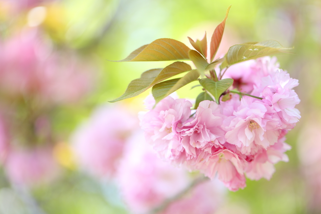 ふわふわ八重桜