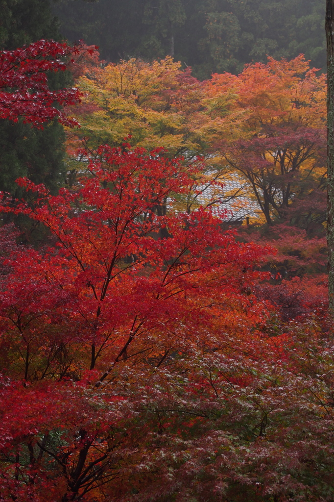 大洞院紅葉12