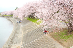 桜並木1