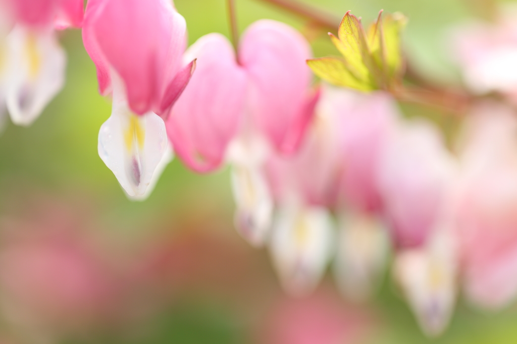 華鬘草
