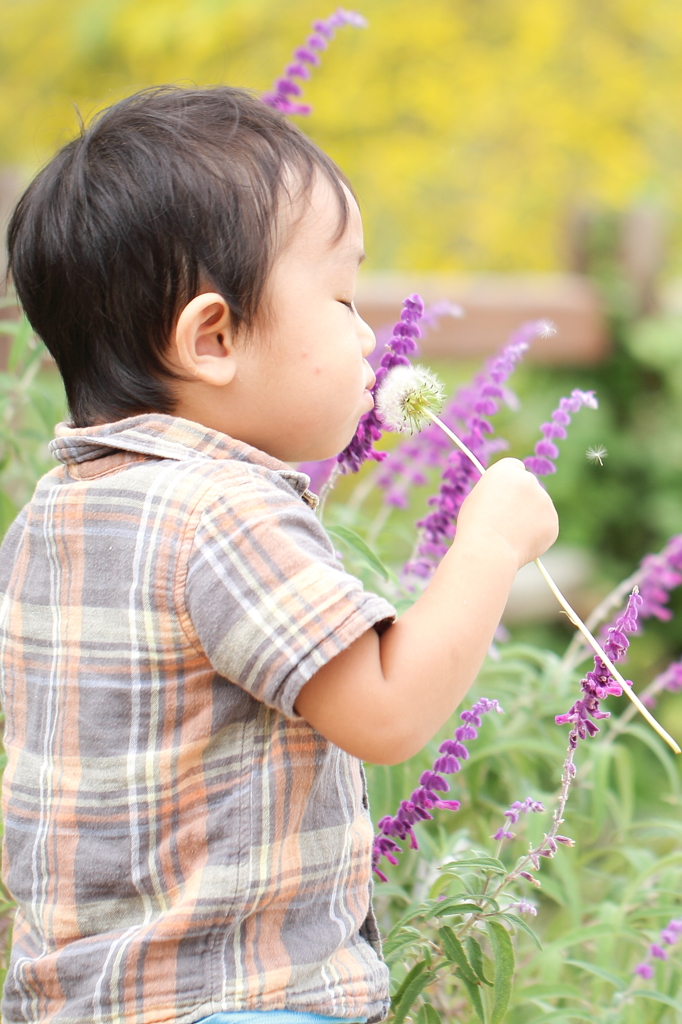 お花畑になぁれ。