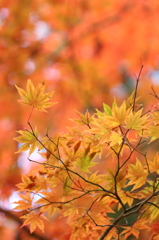 小國神社紅葉2