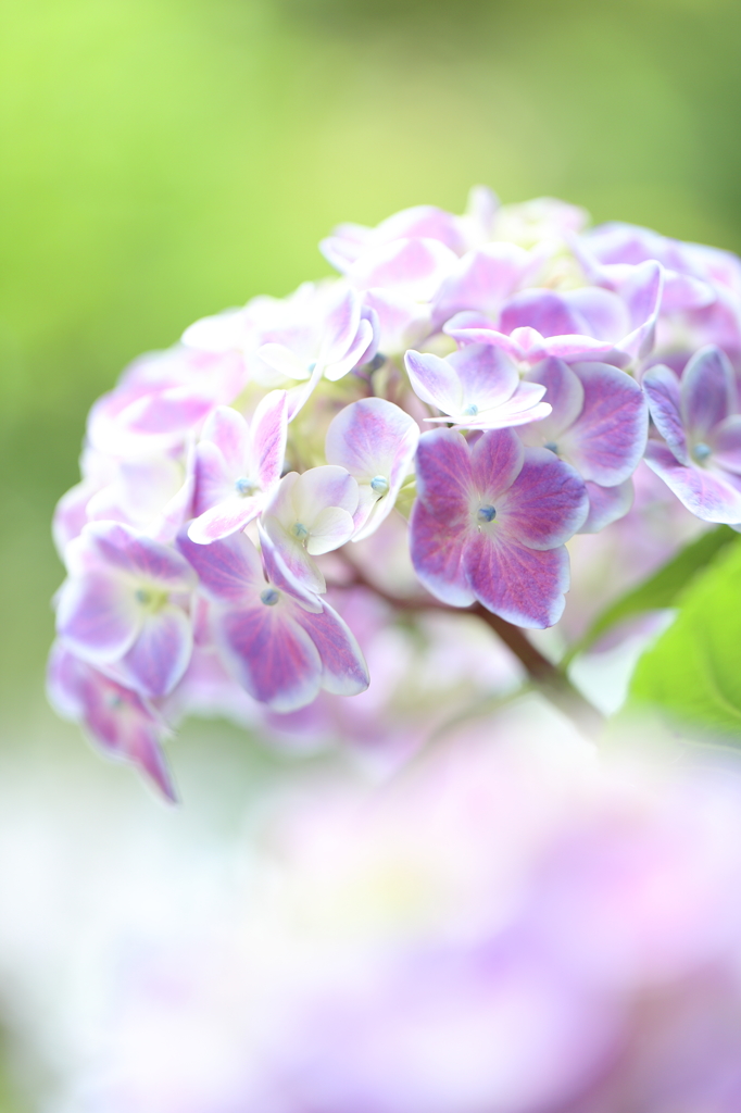極楽寺の紫陽花4