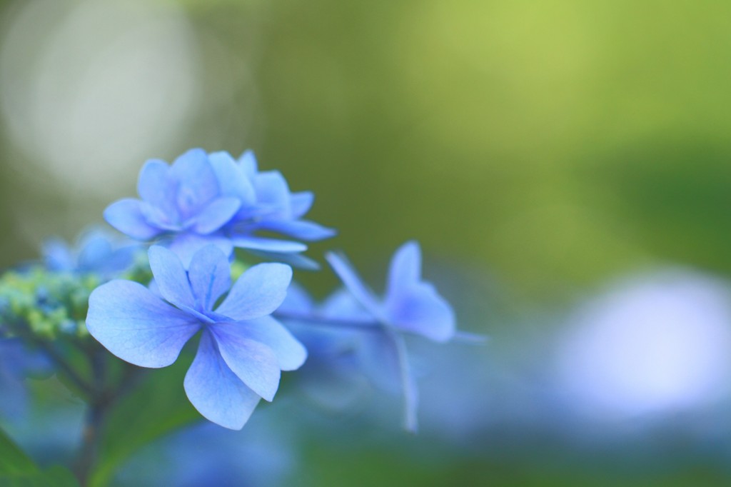 sentimental blue