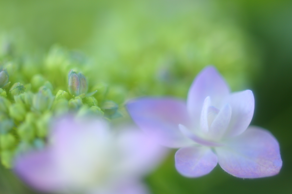紫陽花2015（1）