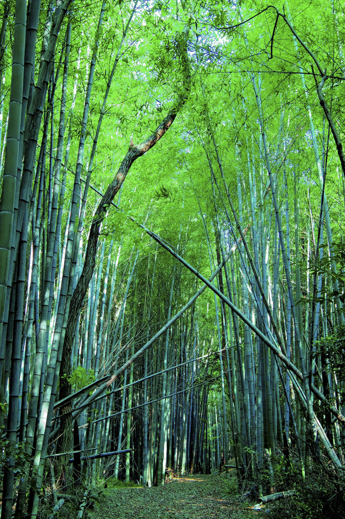 竹藪……立ち入りオーケー？