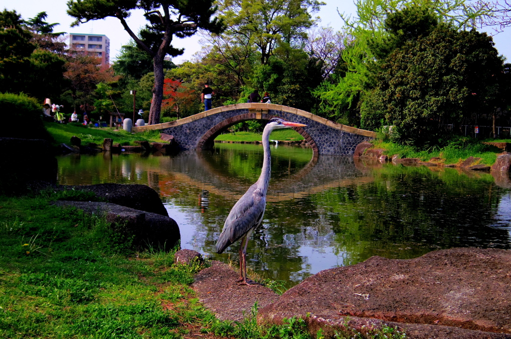 サギと公園