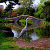 サギと公園