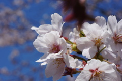 桜