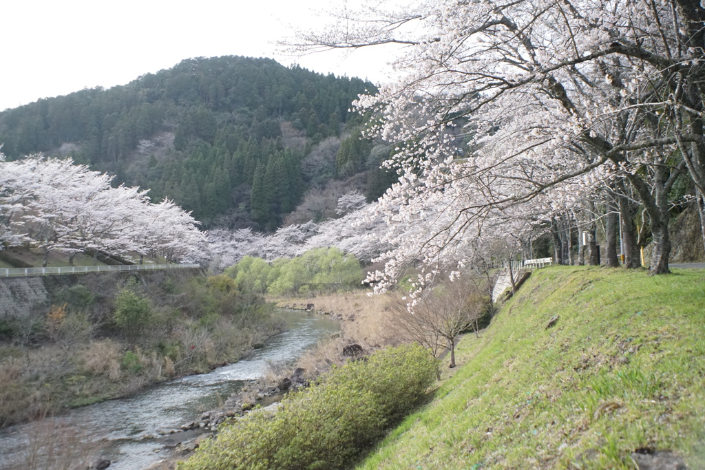 桜2024