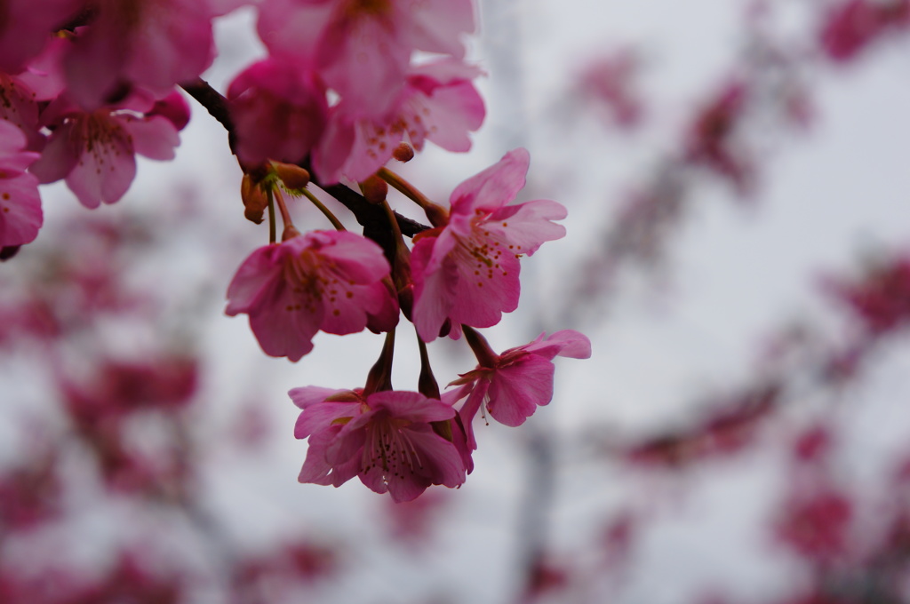 河津桜