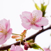河津桜