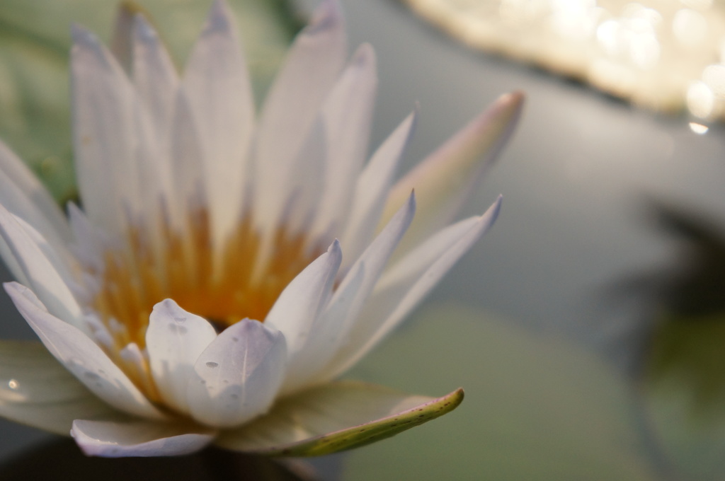 Lotus Bloom