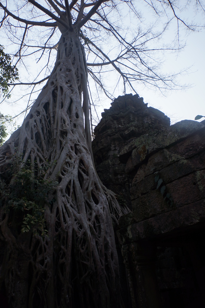 Ta Prohm