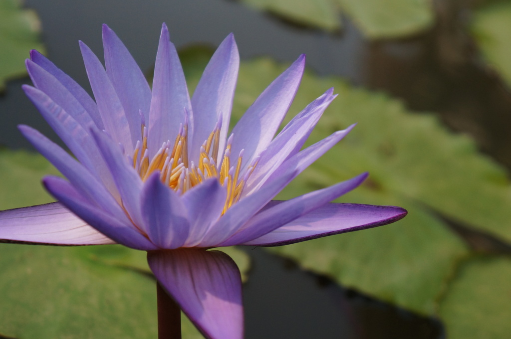 Lotus Bloom