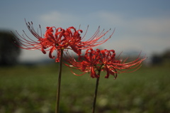 七ツ森古墳の彼岸花