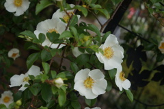 バラの花