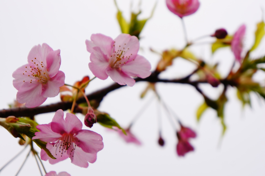 河津桜