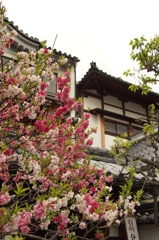 春の町並み