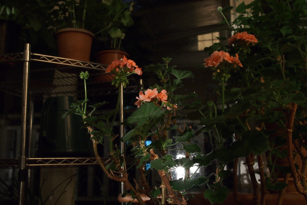 夜花
