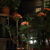 夜花