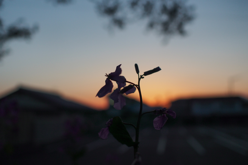 夕闇に踊る