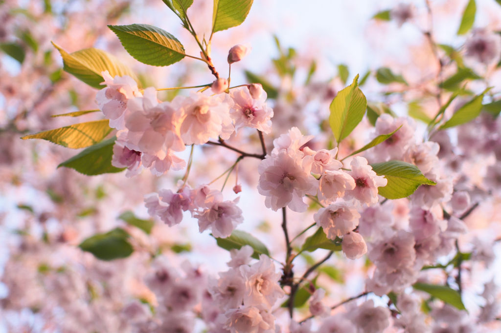 遅めの桜